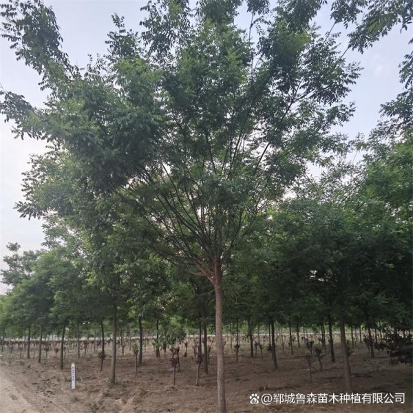股指期货一级配资官网 黑龙江地区24公分国槐价格详情大揭秘